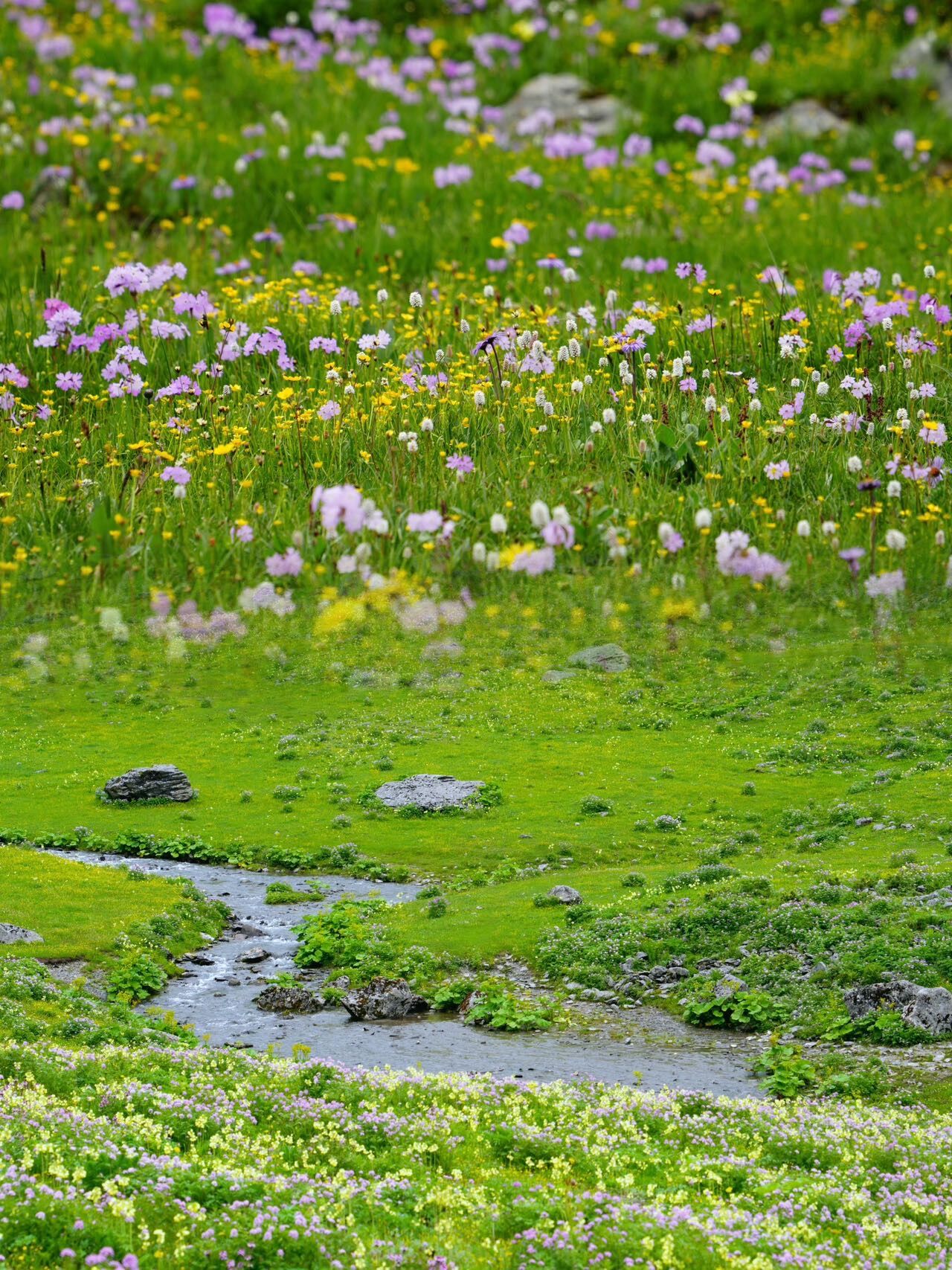 8月川西长海子花海轻徒步